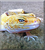 Feli the Leopard Gecko
