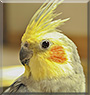 Orange the Cockatiel