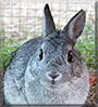 Prince the Chinchilla Netherland Dwarf