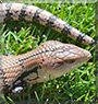 Saul the Blue Tongue Skink
