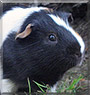 Pepe the Guinea Pig