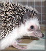 Fitz the African Pygmy Hedgehog