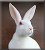Ghost the Belgian Hare