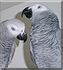 Biggie, Little the Congo African Grey parrots