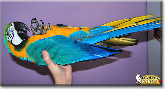 Fargo, the Pet of the Day Fargo, the Pet of the Day