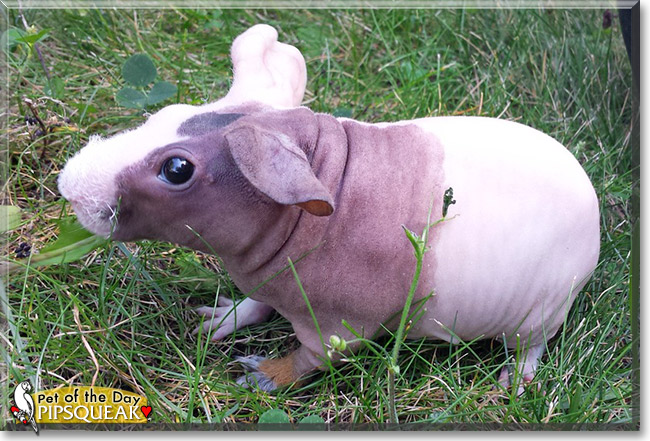 Pipsqueak, the Pet of the Day Pipsqueak, the Pet of the Day