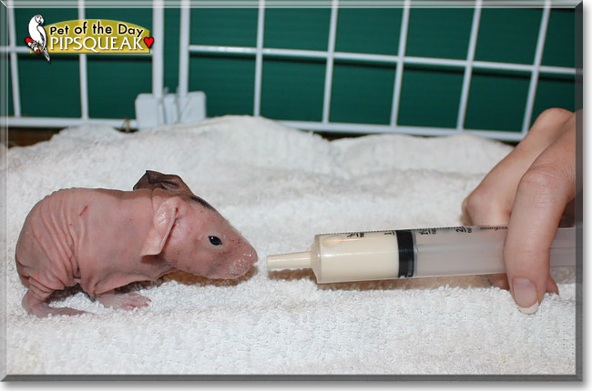 Pipsqueak, the Pet of the Day Pipsqueak, the Pet of the Day