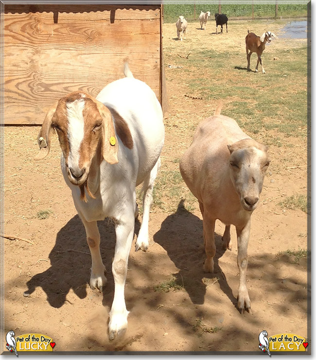 Lacy, Lucky, the Pet of the Day