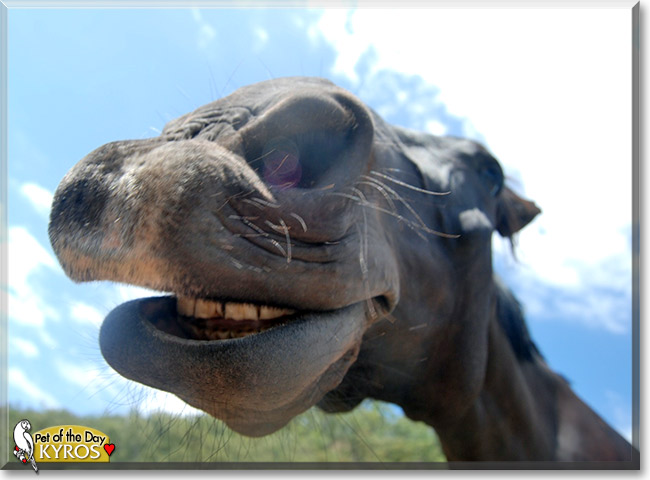 Kyros, the Pet of the Day Kyros, the Pet of the Day