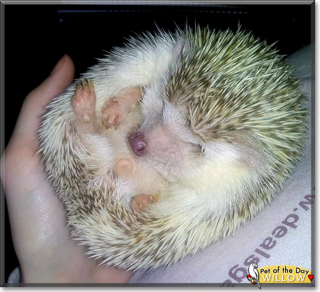 Willow, the Pet of the Day Willow, the Pet of the Day