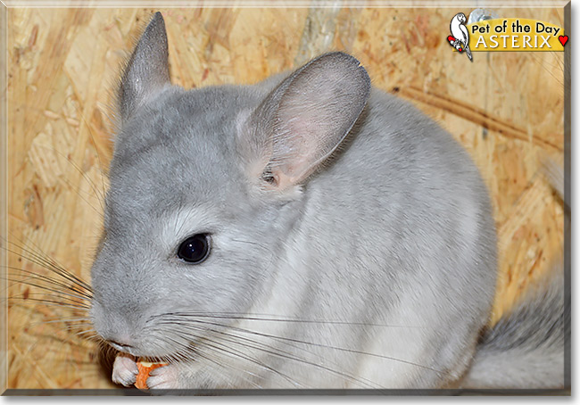 Asterix, the Pet of the Day Asterix, the Pet of the Day