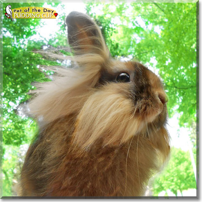 Pudding Cup, the Pet of the Day Pudding Cup, the Pet of the Day