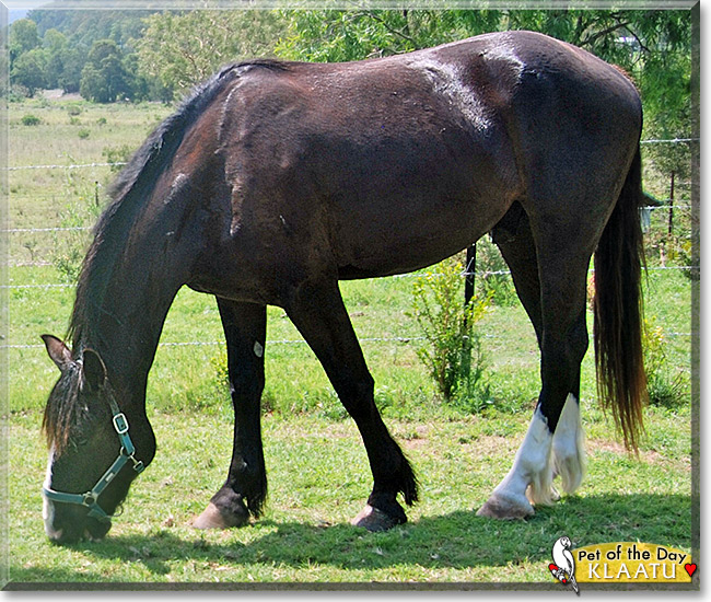 Klaatu, the Pet of the Day Klaatu, the Pet of the Day