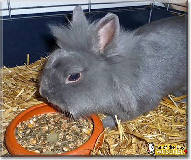 Wuschel, the Pet of the Day Wuschel, the Pet of the Day