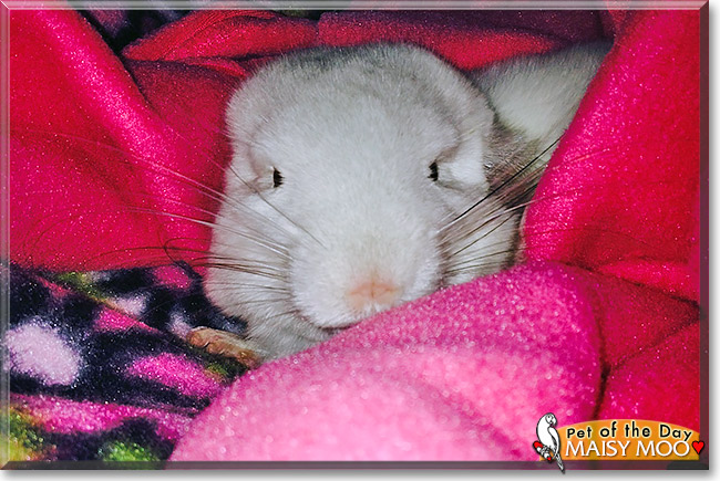 Maisy Moo, the Pet of the Day Maisy Moo, the Pet of the Day