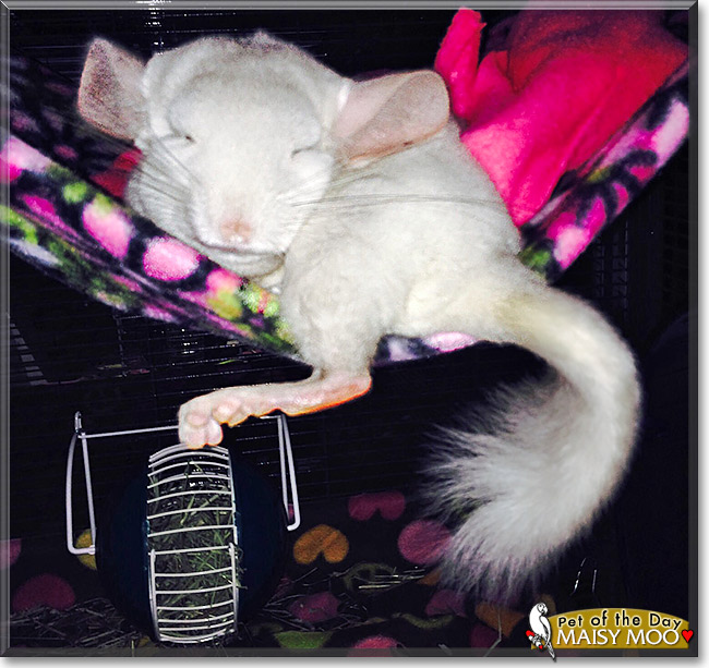 Maisy Moo, the Pet of the Day Maisy Moo, the Pet of the Day