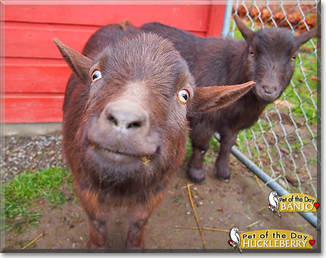 Huckleberry, Banjo, the Pet of the Day Huckleberry, Banjo, the Pet of the Day