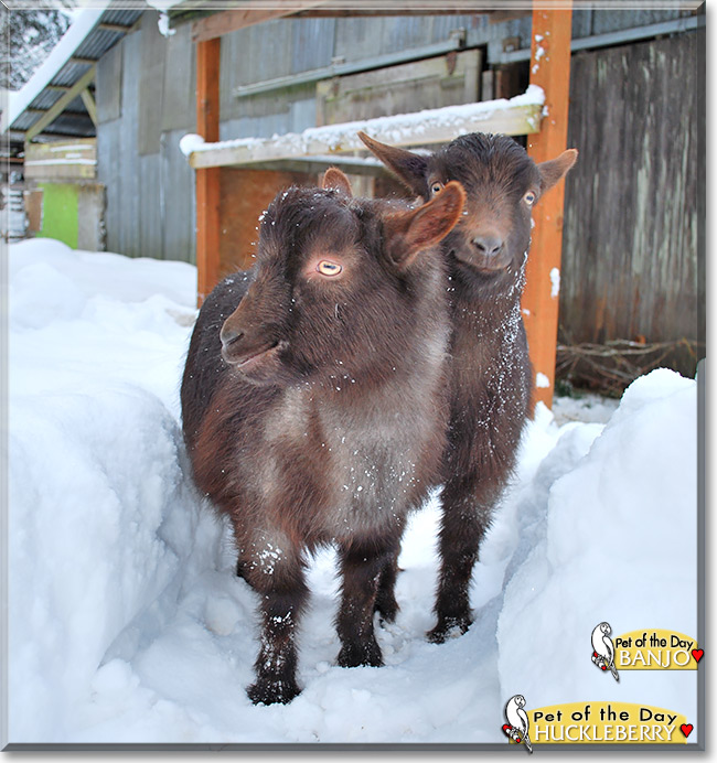 Huckleberry, Banjo, the Pet of the Day Huckleberry, Banjo, the Pet of the Day