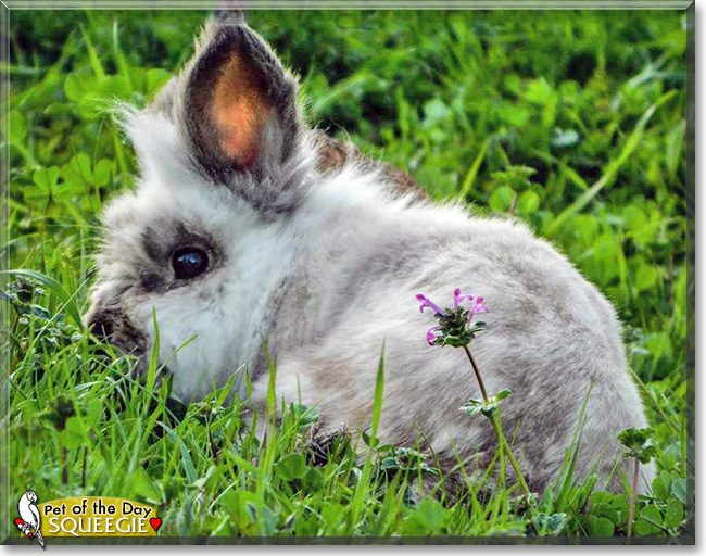 Squeegie, the Pet of the Day Squeegie, the Pet of the Day