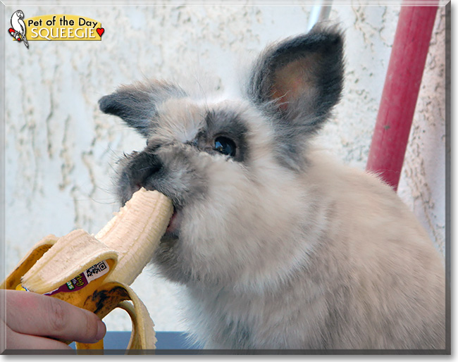 Squeegie, the Pet of the Day Squeegie, the Pet of the Day