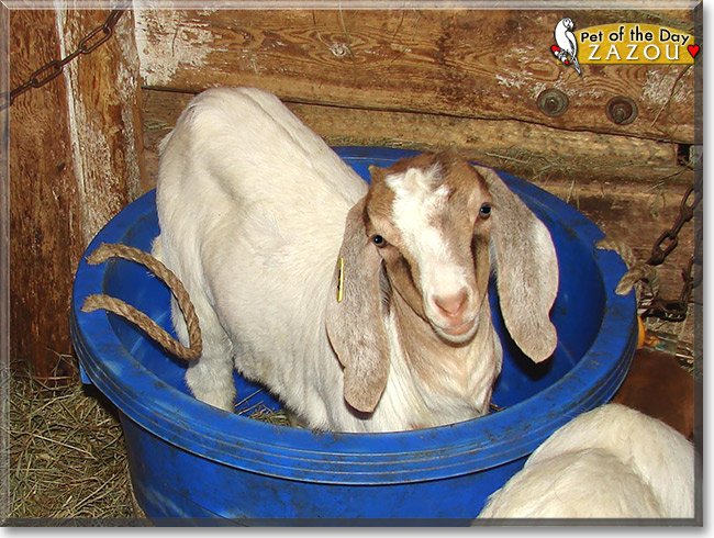 Zazou, the Pet of the Day Zazou, the Pet of the Day