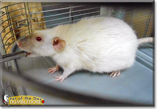 Dumbledore, the Pet of the Day Dumbledore, the Pet of the Day