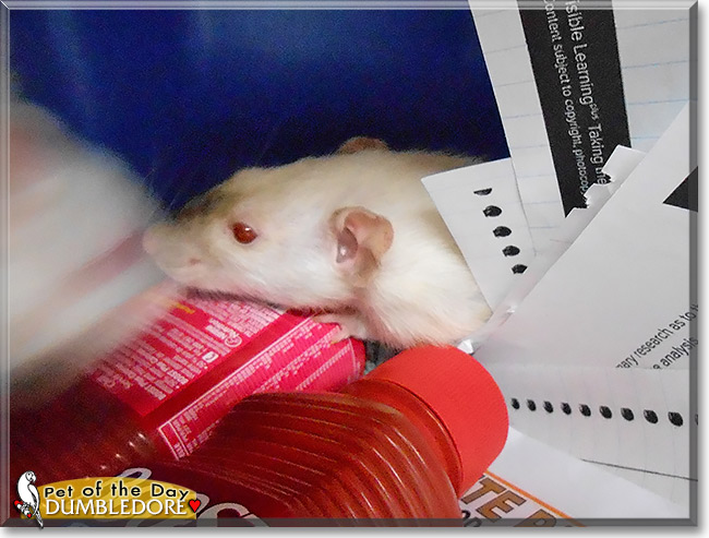 Dumbledore, the Pet of the Day Dumbledore, the Pet of the Day