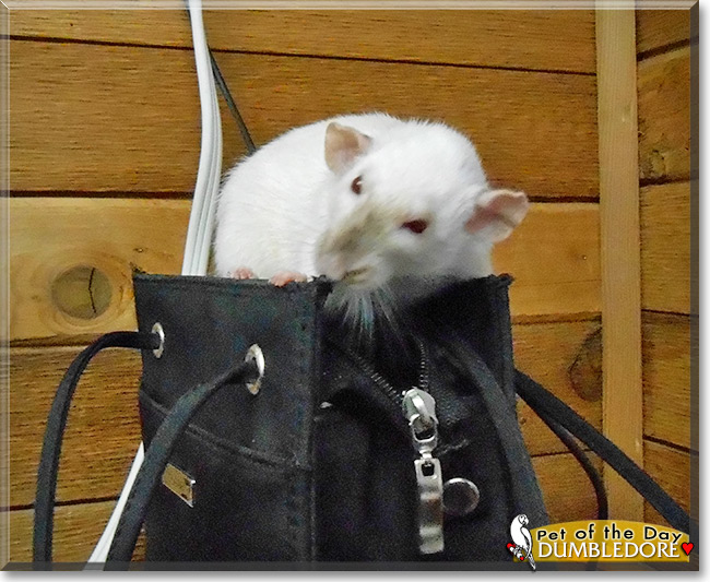 Dumbledore, the Pet of the Day Dumbledore, the Pet of the Day