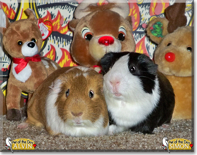 Alvin, Simon, the Pet of the Day Alvin, Simon, the Pet of the Day