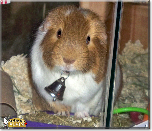 Alvin, Simon, the Pet of the Day Alvin, Simon, the Pet of the Day