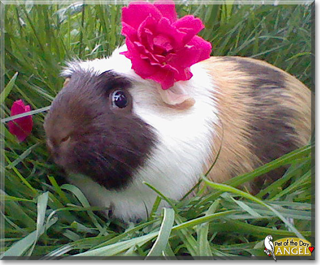 Angel, the Pet of the Day Angel, the Pet of the Day