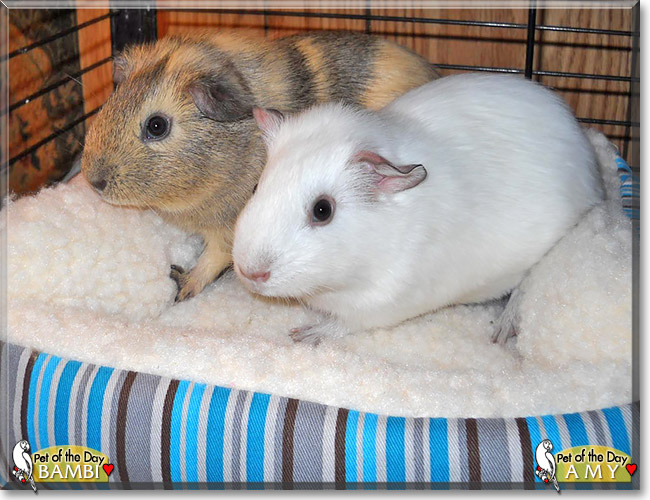 Amy, Bambi, the Pet of the Day Amy, Bambi, the Pet of the Day