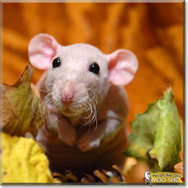 Móó-Shó, the Pet of the Day
