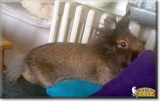 Lille, the Pet of the Day Lille, the Pet of the Day