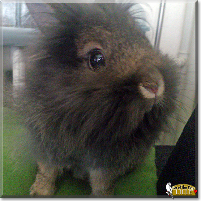 Lille, the Pet of the Day Lille, the Pet of the Day