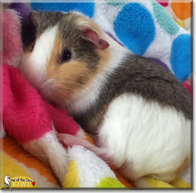 Kiwi, the Pet of the Day Kiwi, the Pet of the Day