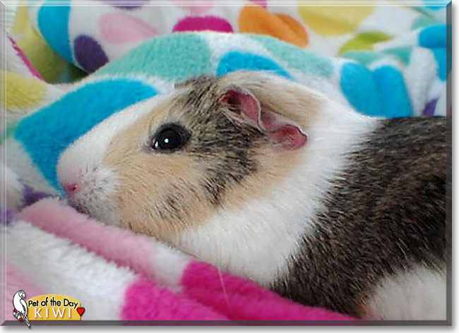Kiwi, the Pet of the Day Kiwi, the Pet of the Day