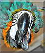 Fargo the Blue and Gold macaw