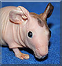 Pipsqueak the Hairless Guinea Pig