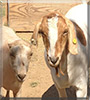 Lacy, Lucky the Lamancha Goat, Nubian; Boer Goat