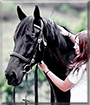 Kyros the Hanoverian Warmblood