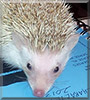 Willow the Pinto Hedgehog