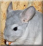 Asterix the Chinchilla