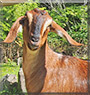 Willow the Nubian goat