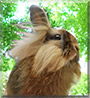 Pudding Cup the Lionhead Rabbit