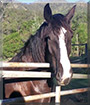 Klaatu the Clydesdale Cross Horse