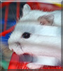 Krümmelchen the Dwarf Hamster