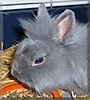 Wuschel the Lionhead mix Rabbit
