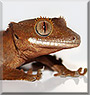 Loki the Crested gecko