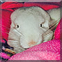 Maisy Moo the Chinchilla